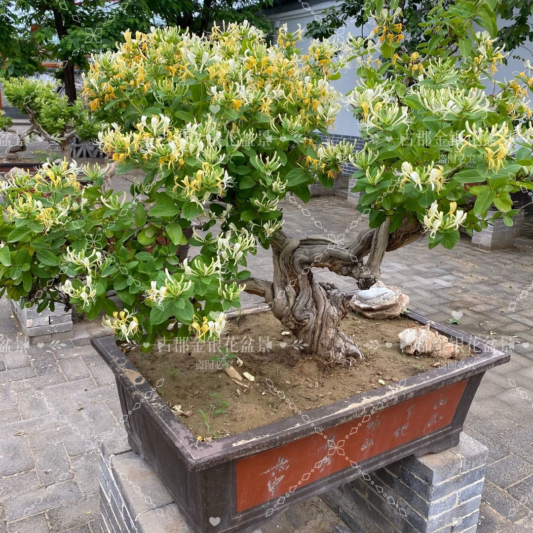 金银花老桩别墅庭院地栽精品盆景耐寒花卉绿白黄三色花可泡茶食用