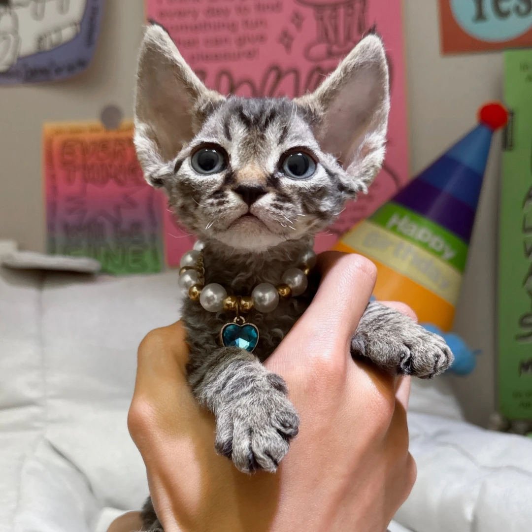 德文弟弟 德文卷毛猫