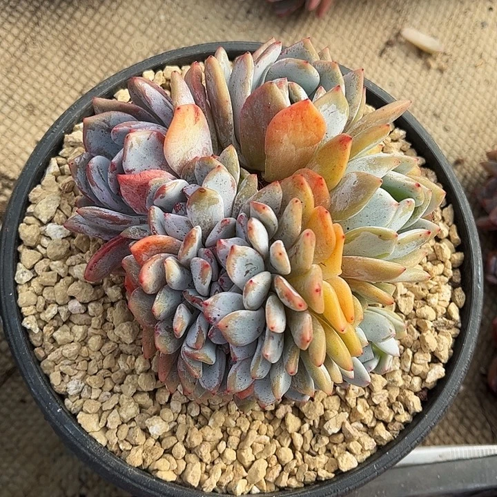 橙子缀化，一物一拍