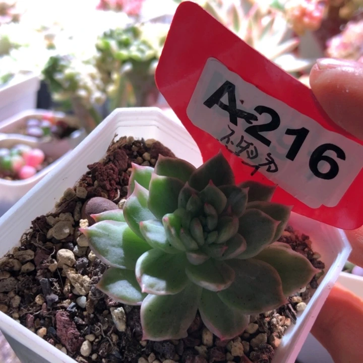 不知名不知名不知