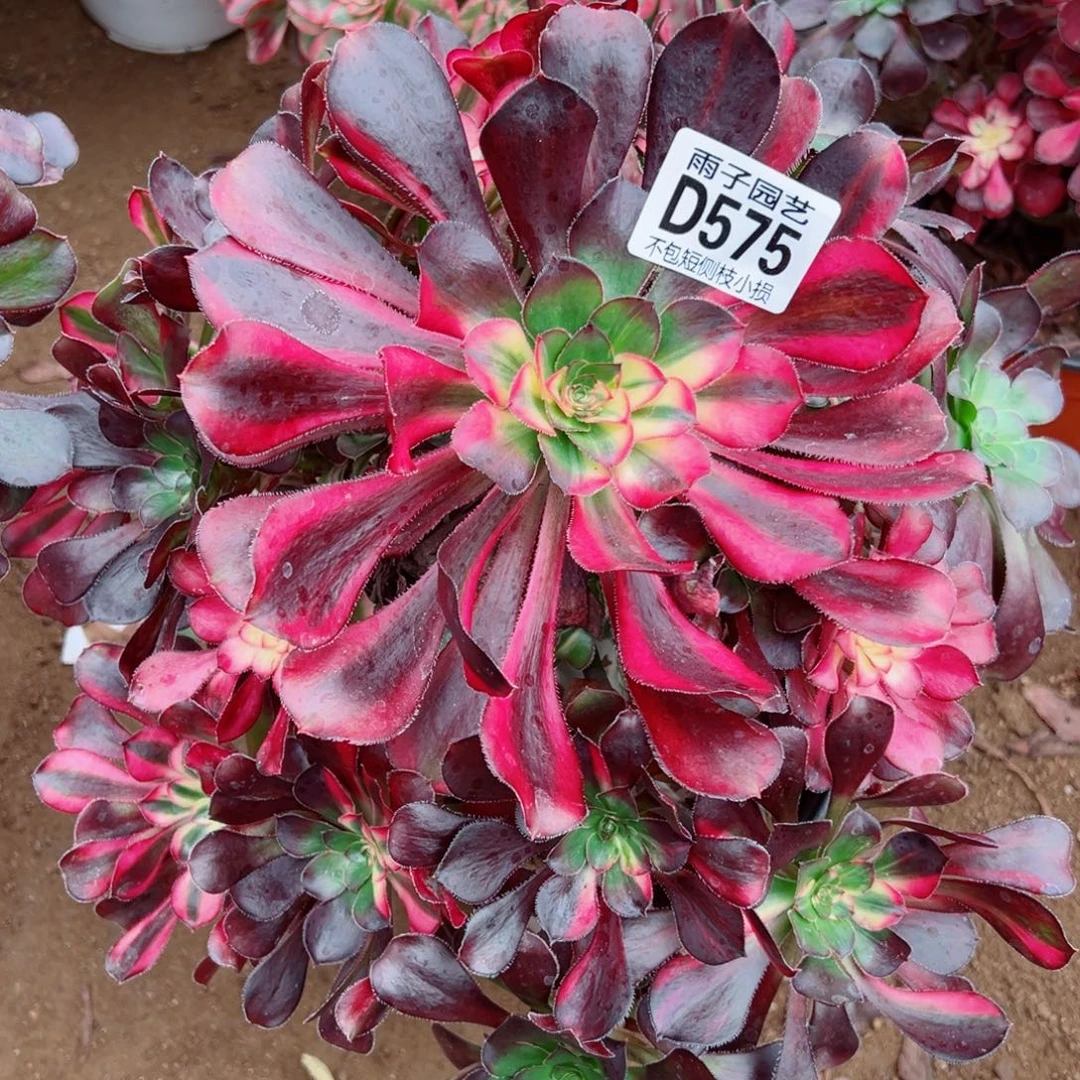 575花蝴蝶雨子多肉植物断枝特价