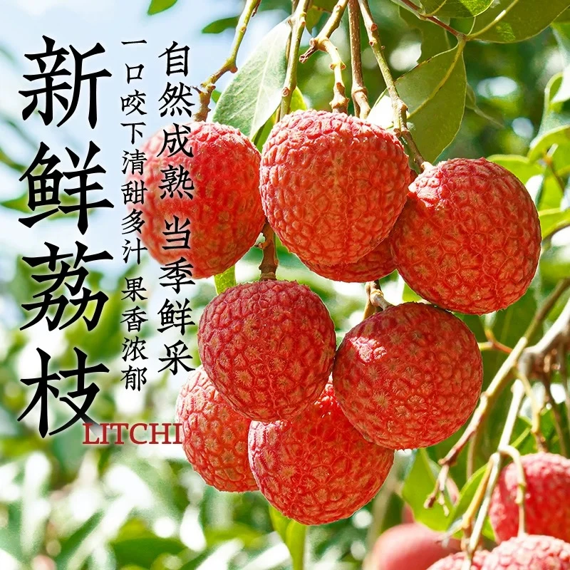 广东茂名高州白糖罂荔枝老树现摘现发新鲜精选大果5斤礼盒装京东顺丰冷链空运次日达坏果包赔品质保障