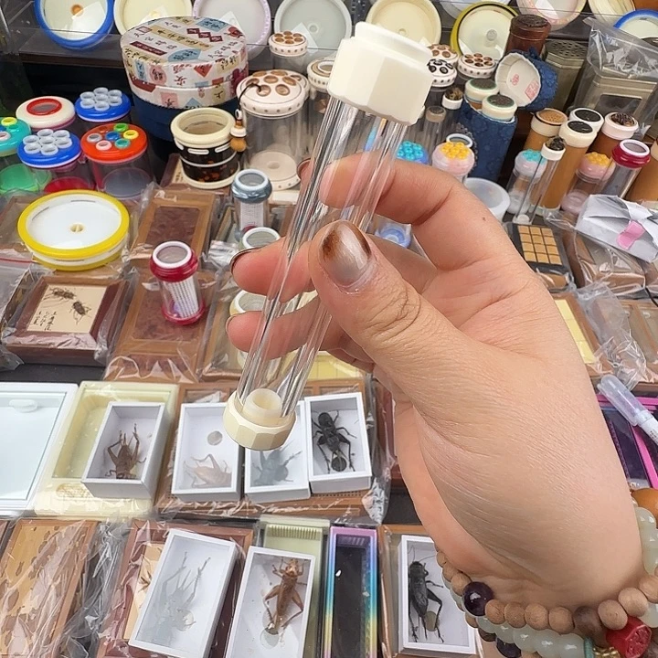 蟋蟀张叽叽黄蛉筒一