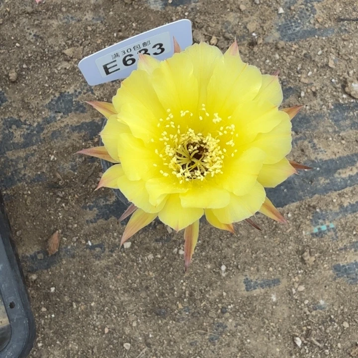 丽花福利特价E633