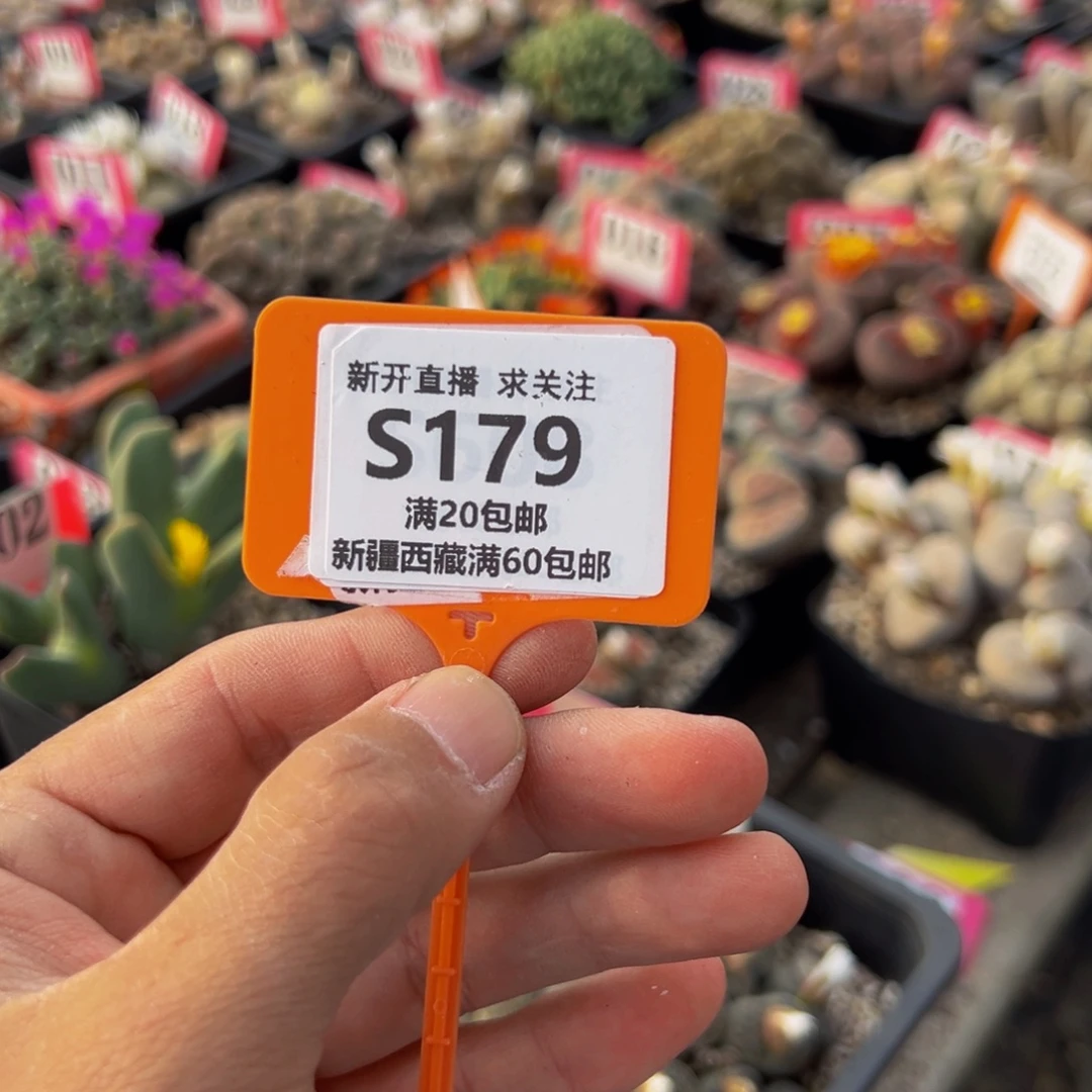 1***6179 金岭玉一物一拍，默认有伤，介意勿拍，不退不换