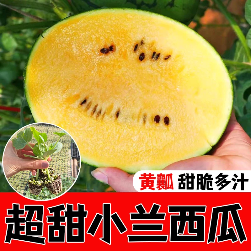 小兰西瓜秧苗种子高产甜早熟皮薄蔬菜种孑农家四季播小西瓜种子