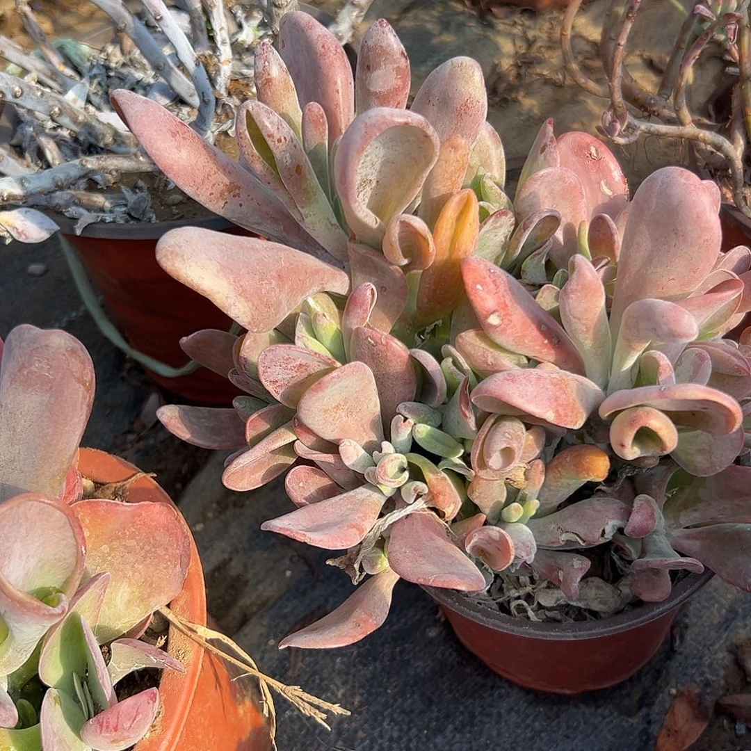 多肉植物火狐狸群