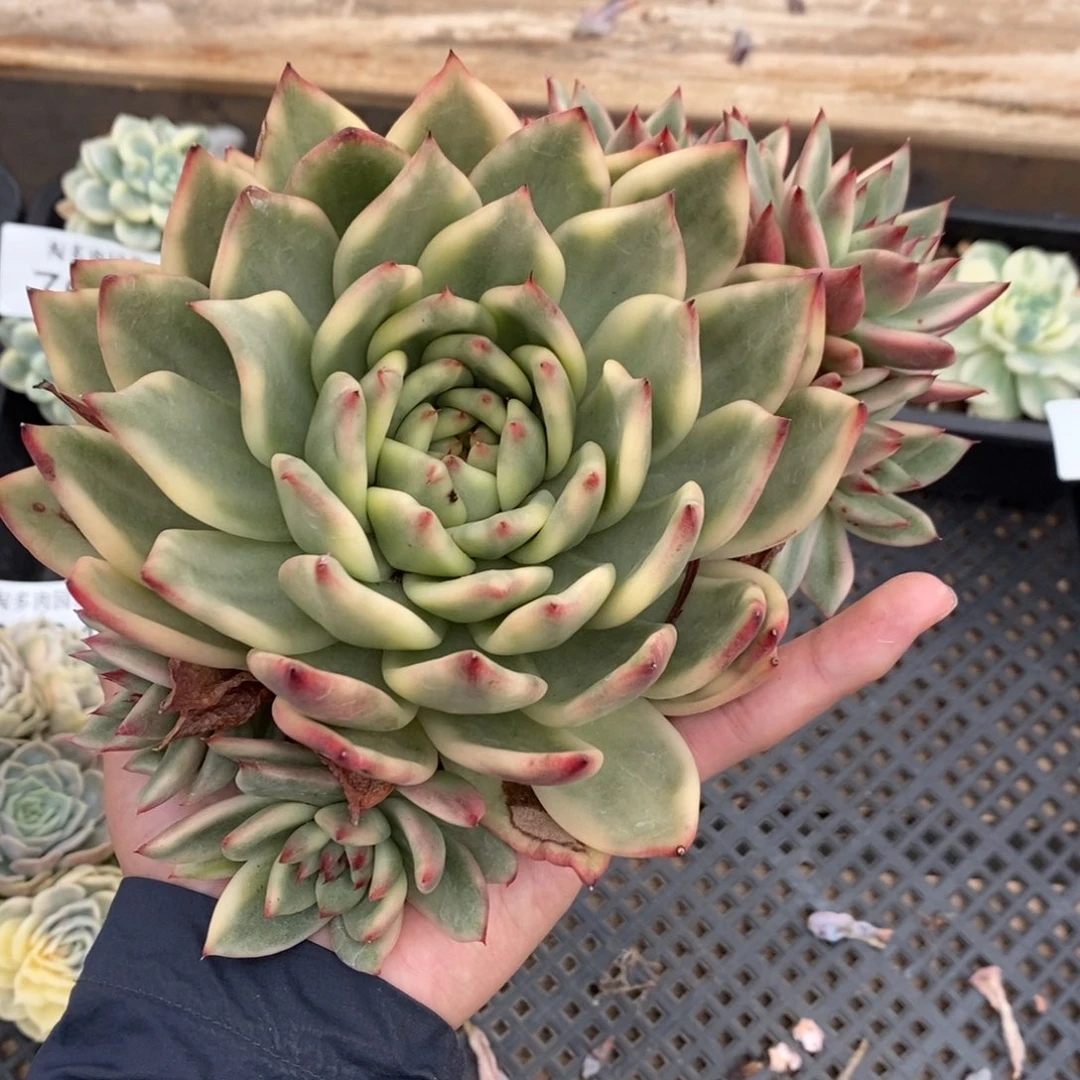 摩根锦多肉植物7035