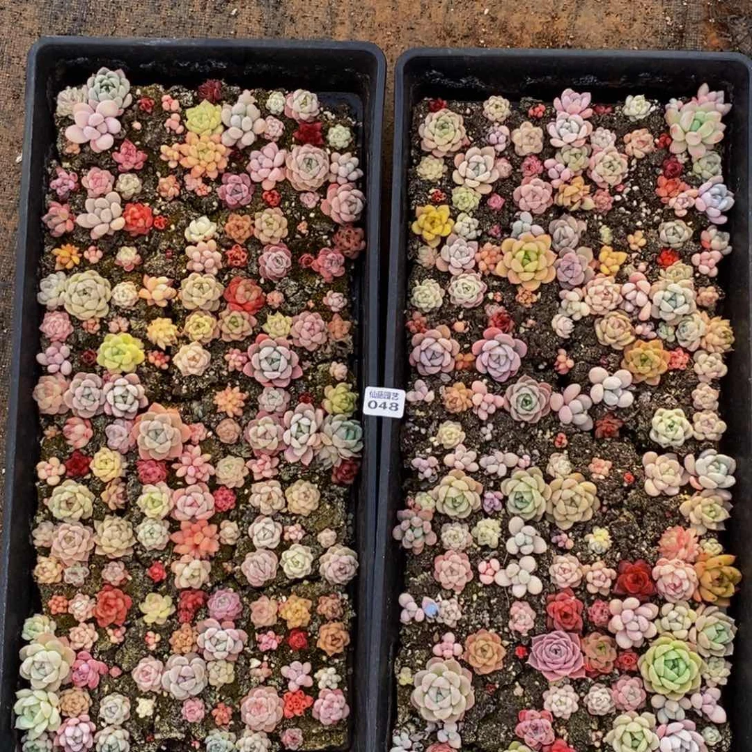 048多肉植物纤维面膜的功效