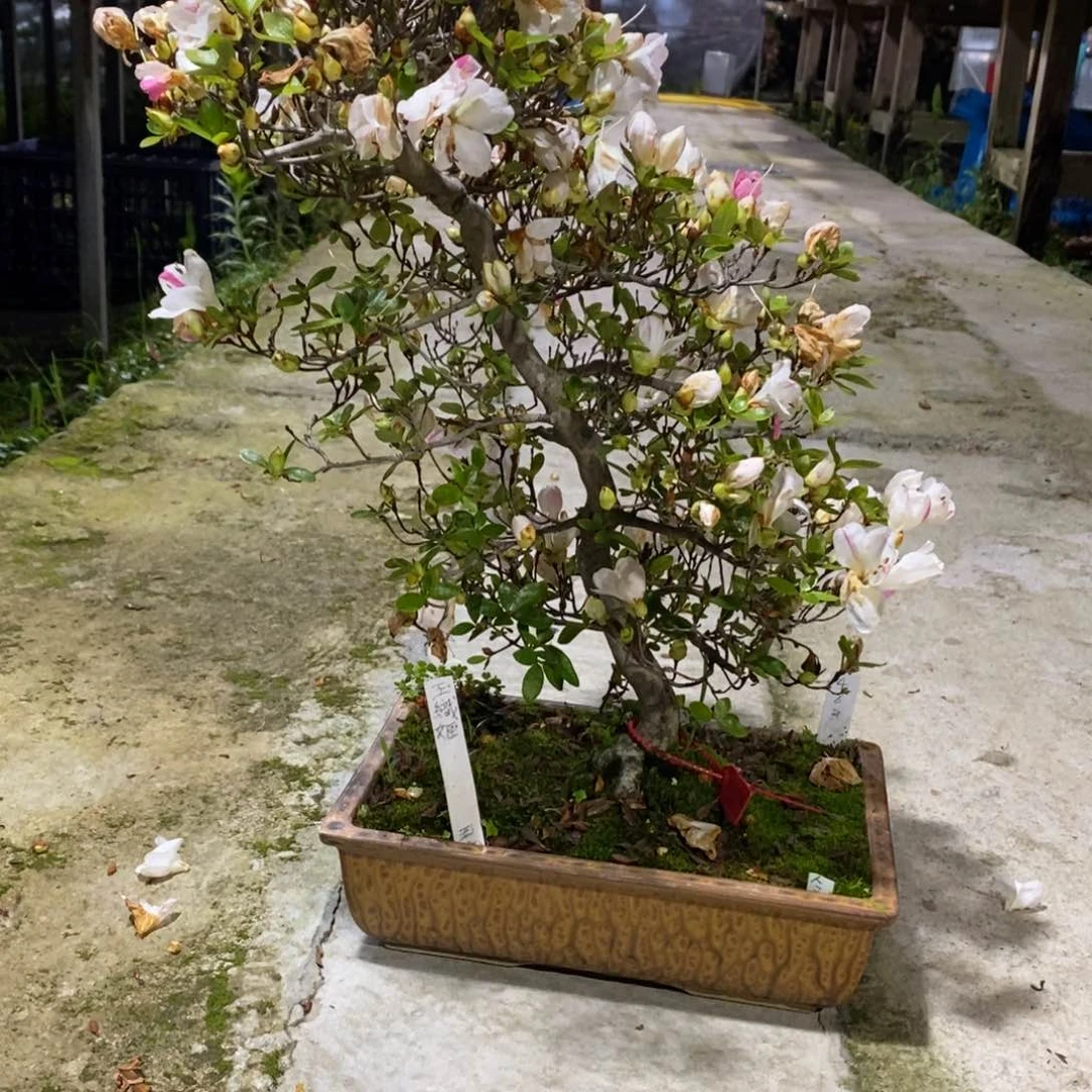 无花朵我***的92333