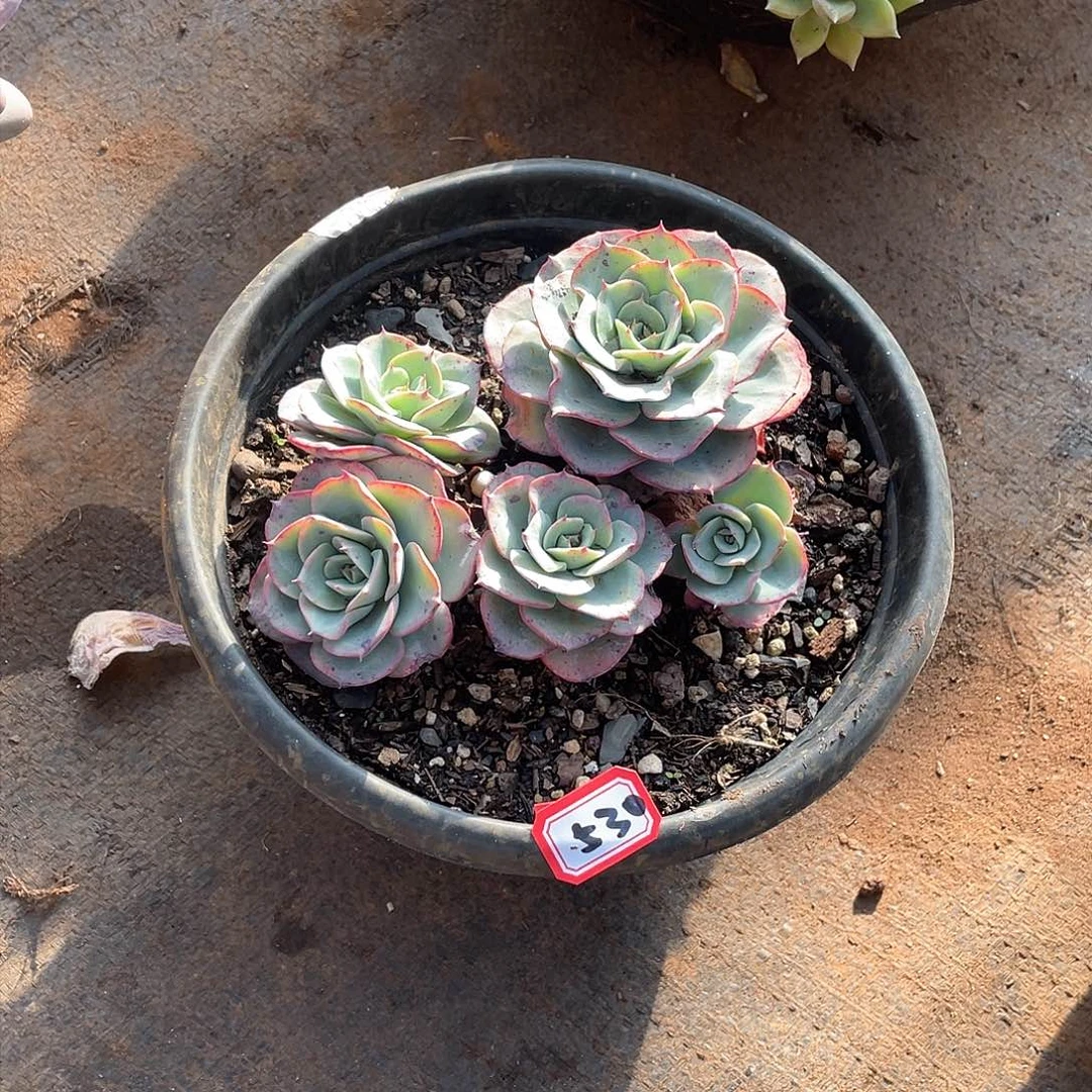 530黄桃 一物一拍多肉