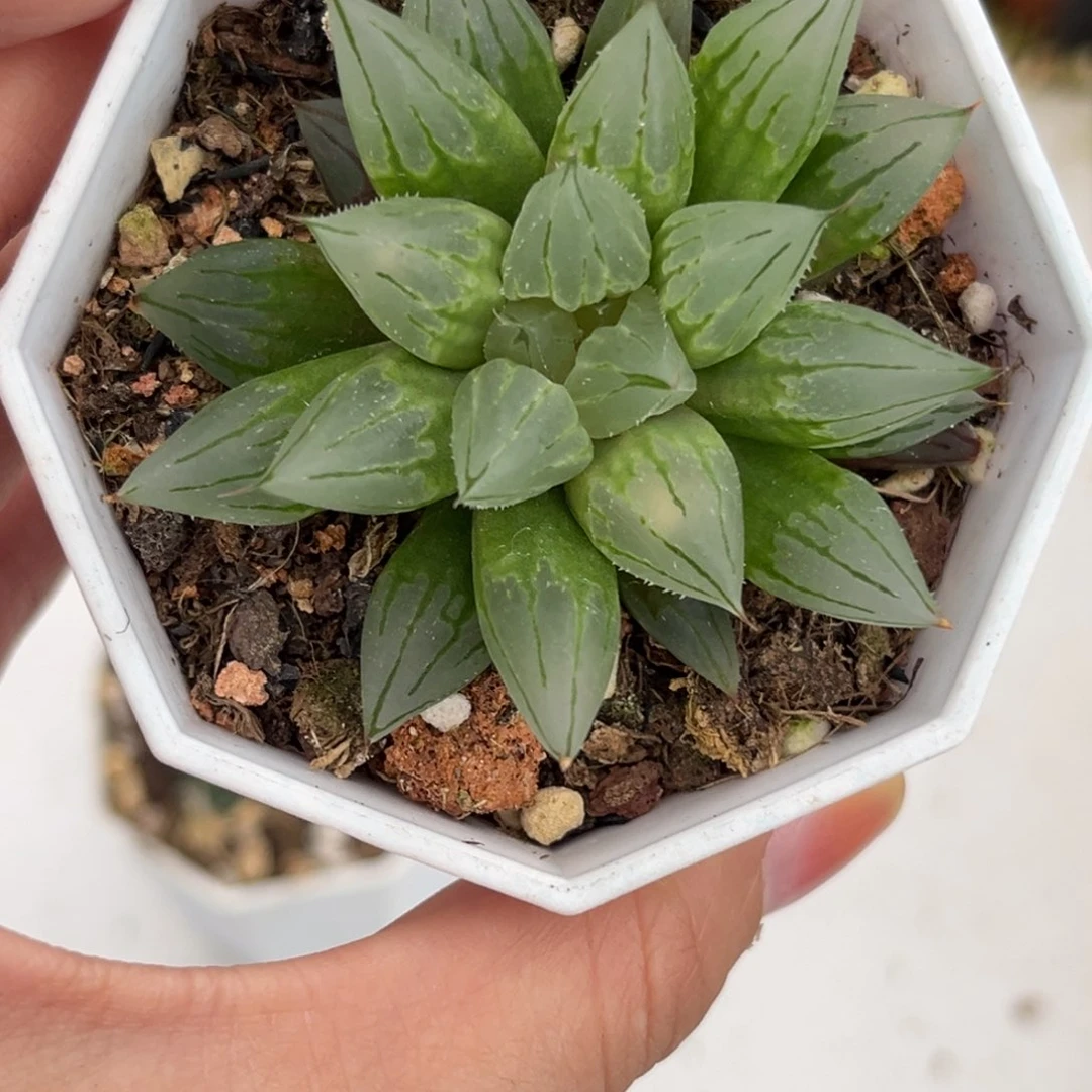 2*6720西亚姬哈哈哈哈哈哈哈