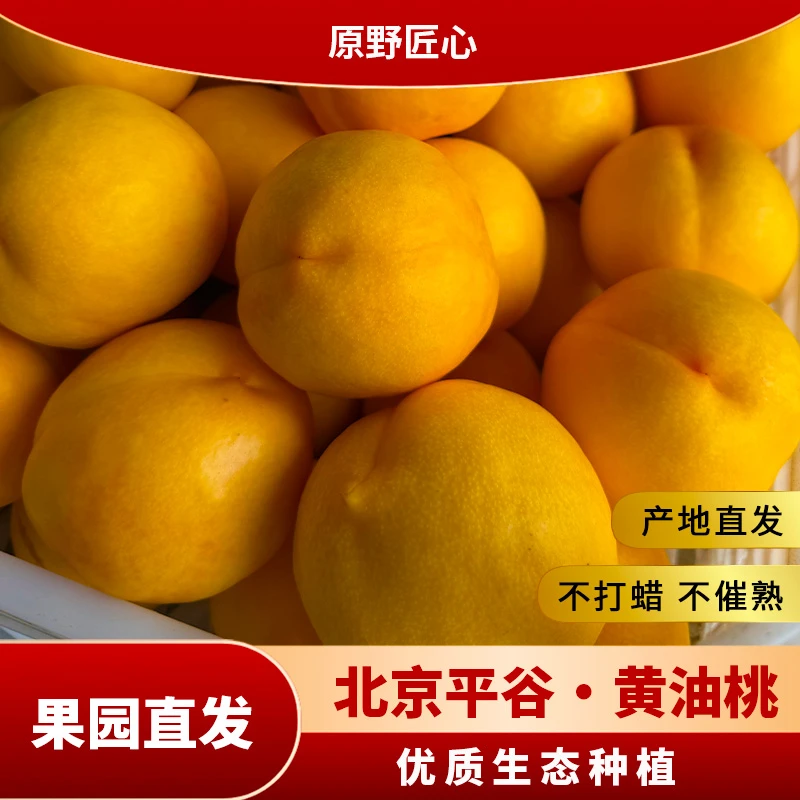 【京东直达】平谷原产黄油桃 脆甜可口 京津冀包邮 次日达北京市