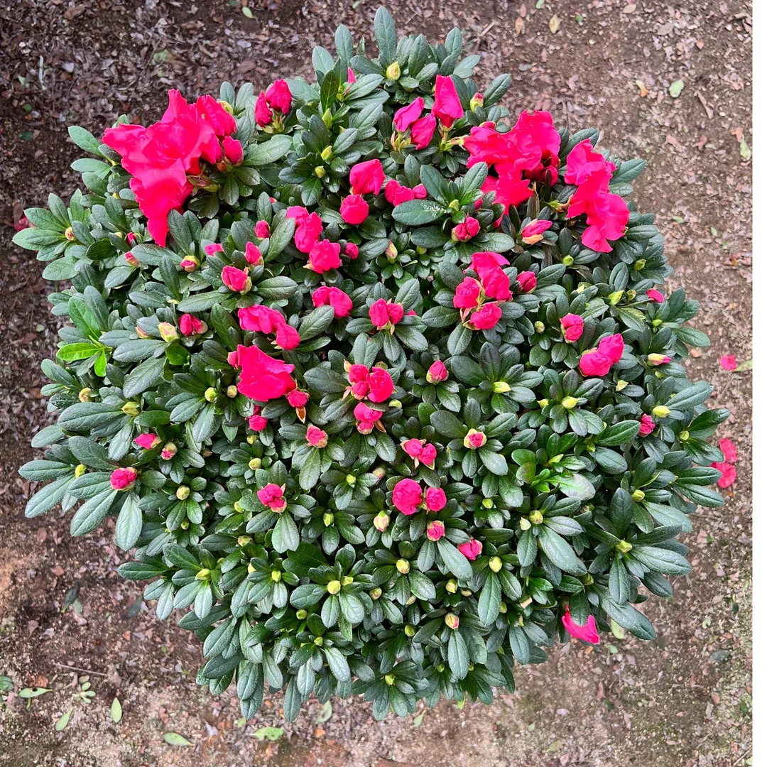 【红宝石杜鹃花】基地直发四季开花室内外盆栽好养易活