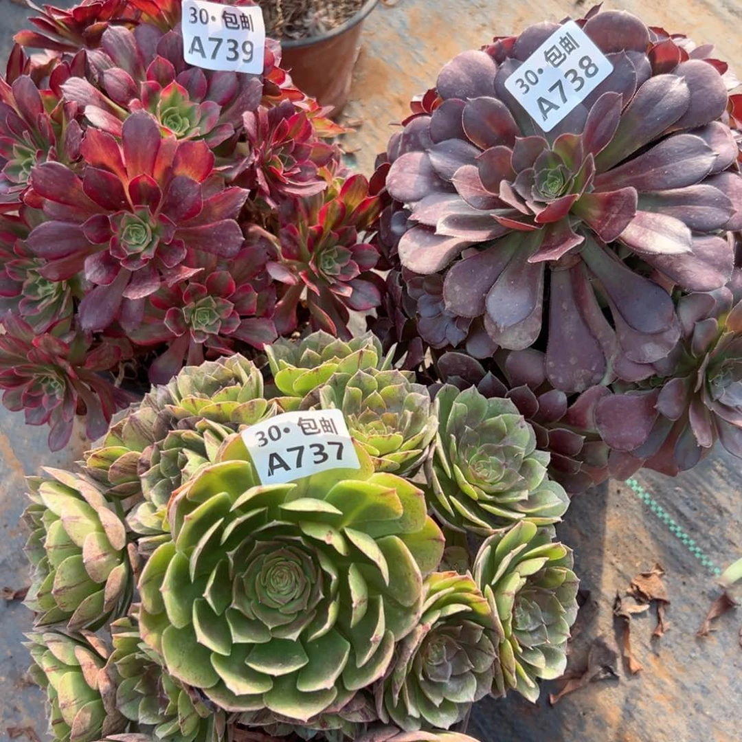 3颗多肉不包断枝