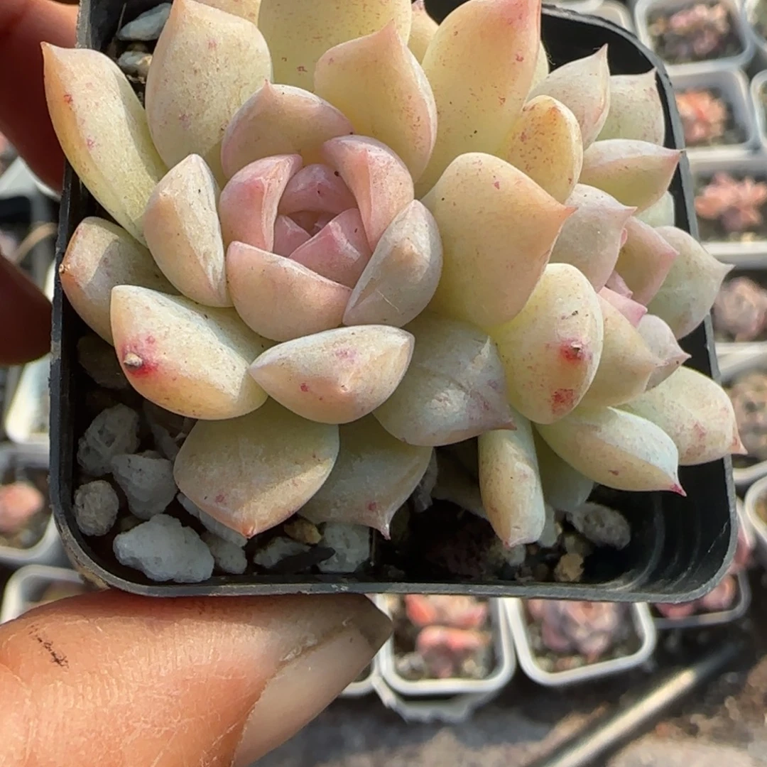 小卡拉米糖心一物一拍