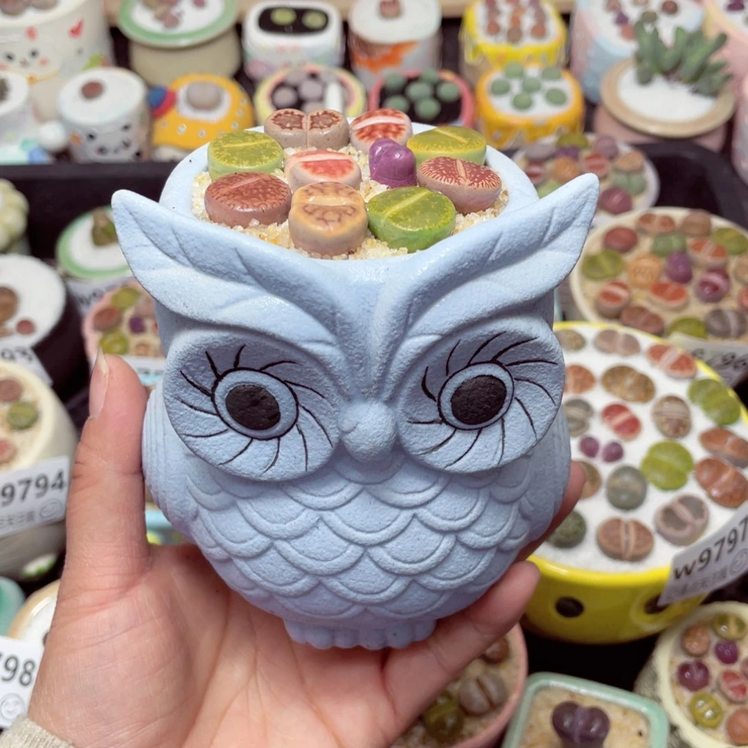 w9806 -零下地区拍保温箱-15支持寄养