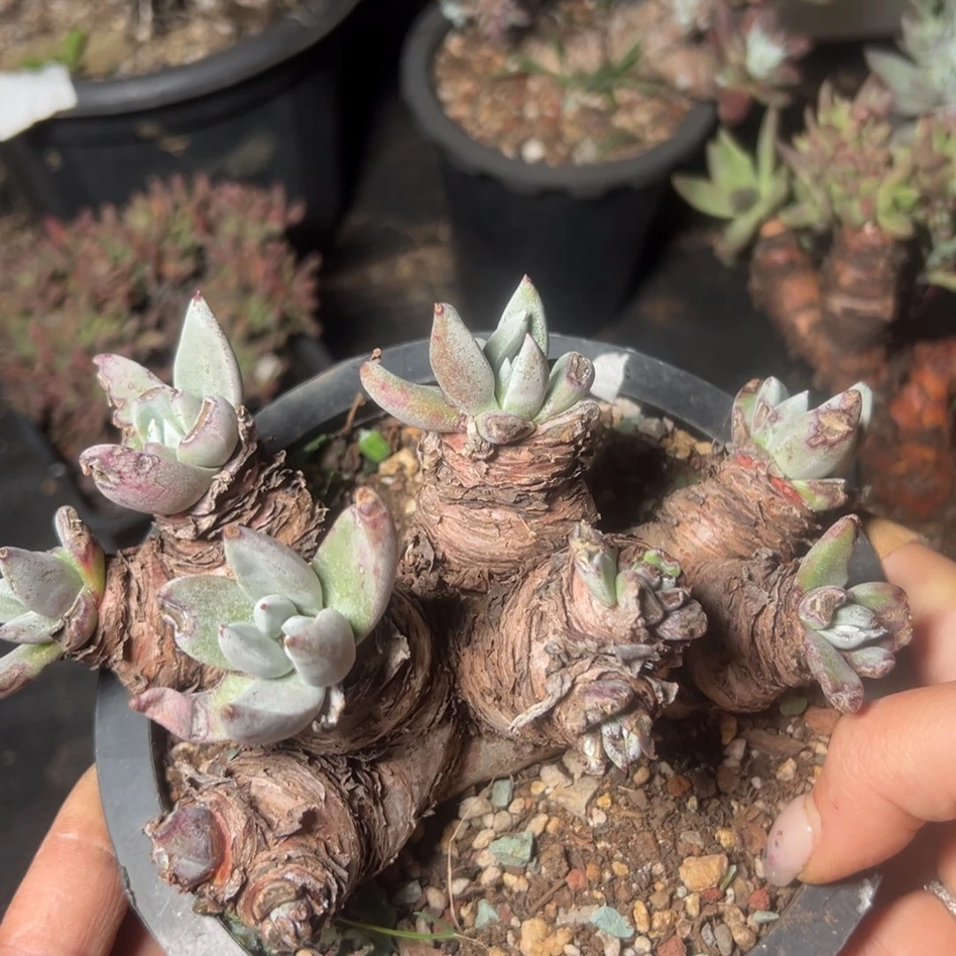 2914哈哈哈哈哈哈哈哈