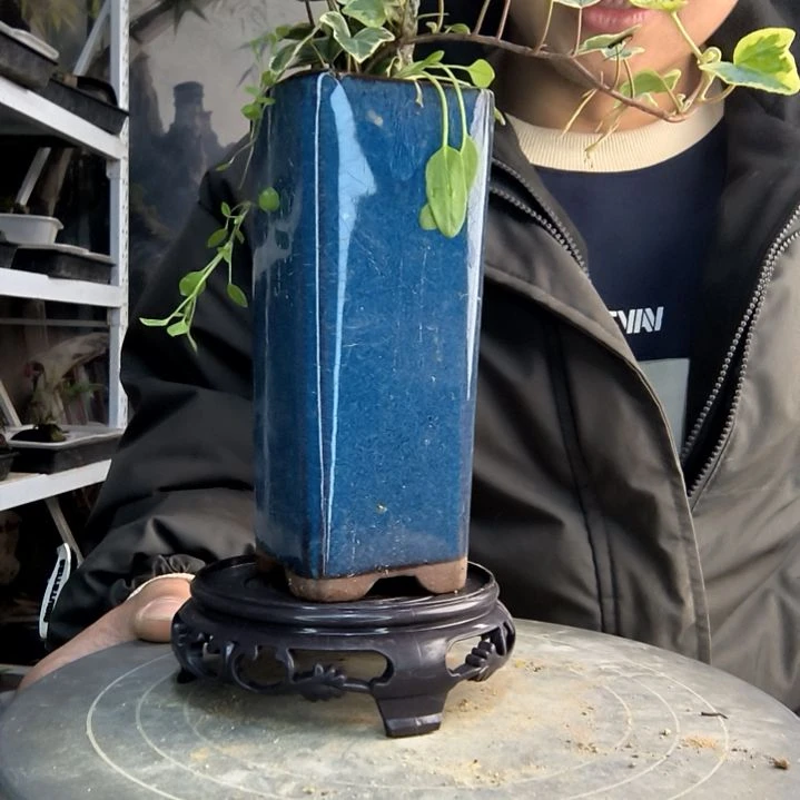 糖***候小盆景小植物一物一拍53