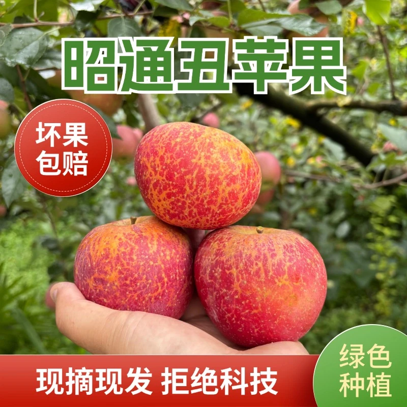 【昭通苹果】云南特产糖心丑苹果脆甜新鲜5/10斤果园直发坏果包赔