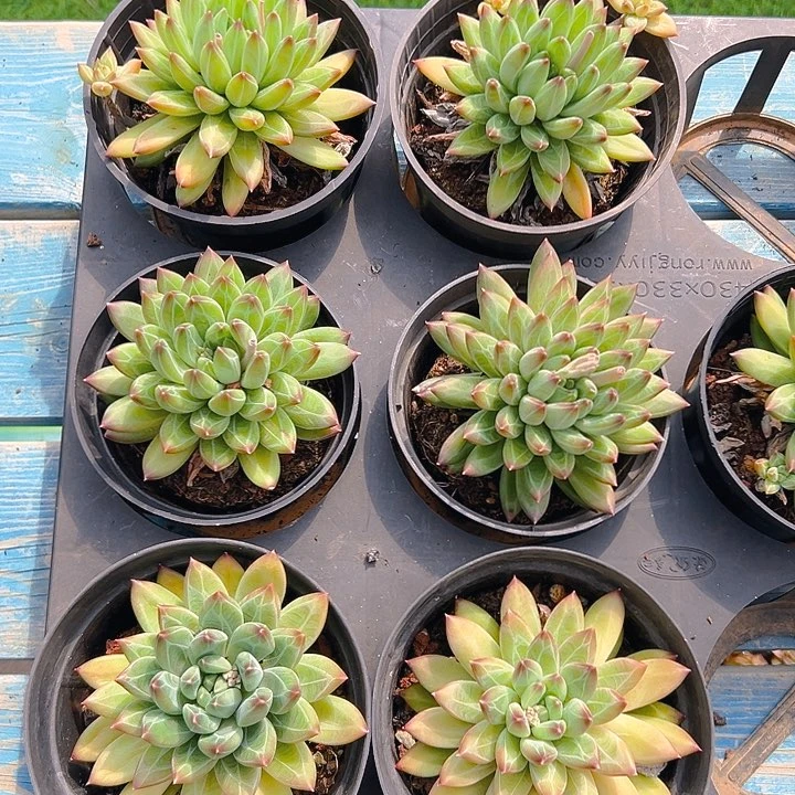 单头陨石，满18包邮