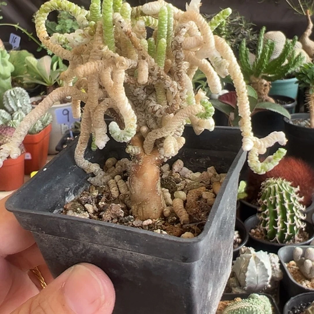 银蚕11111111111111