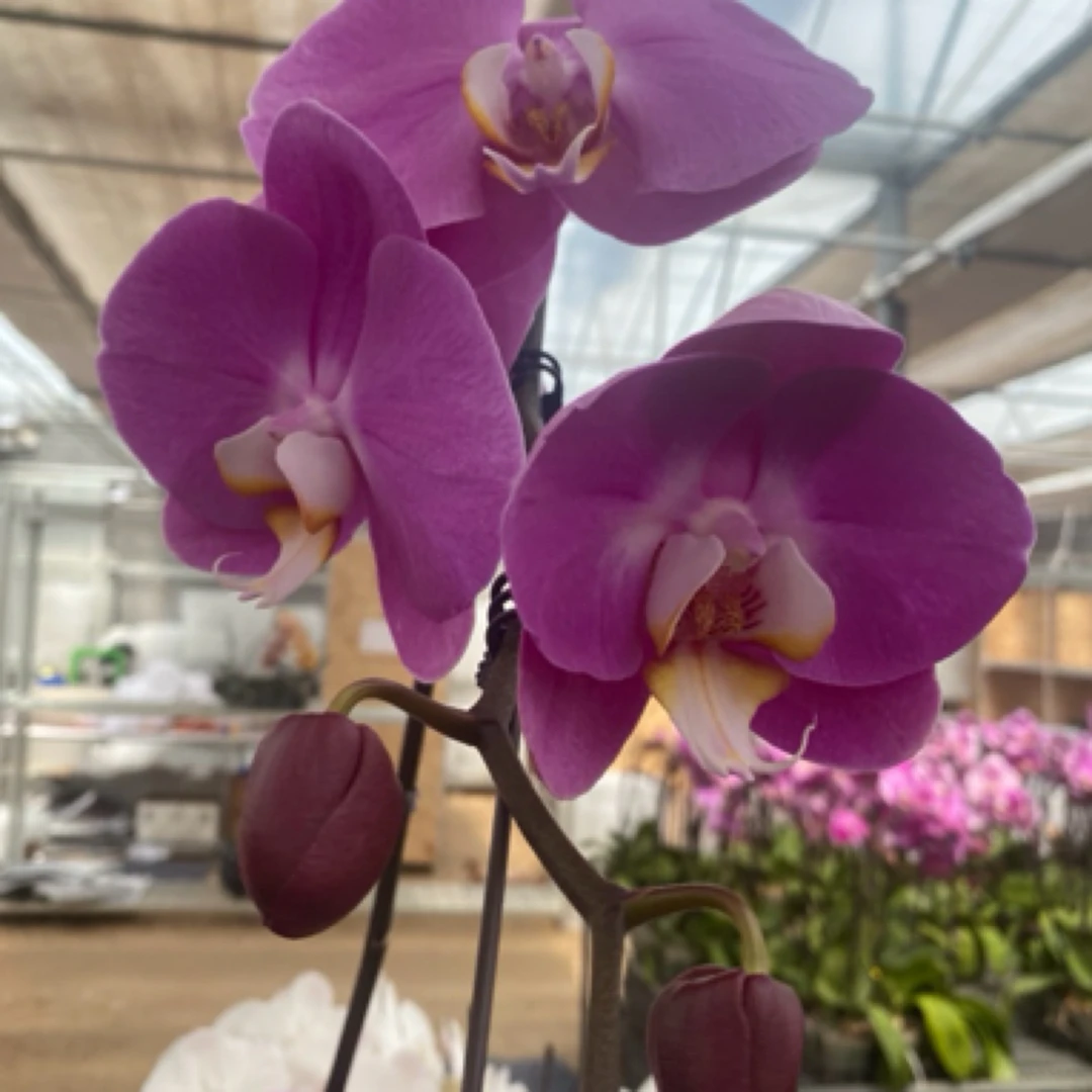 【粉宝图】精品蝴蝶兰基地直发2.8寸