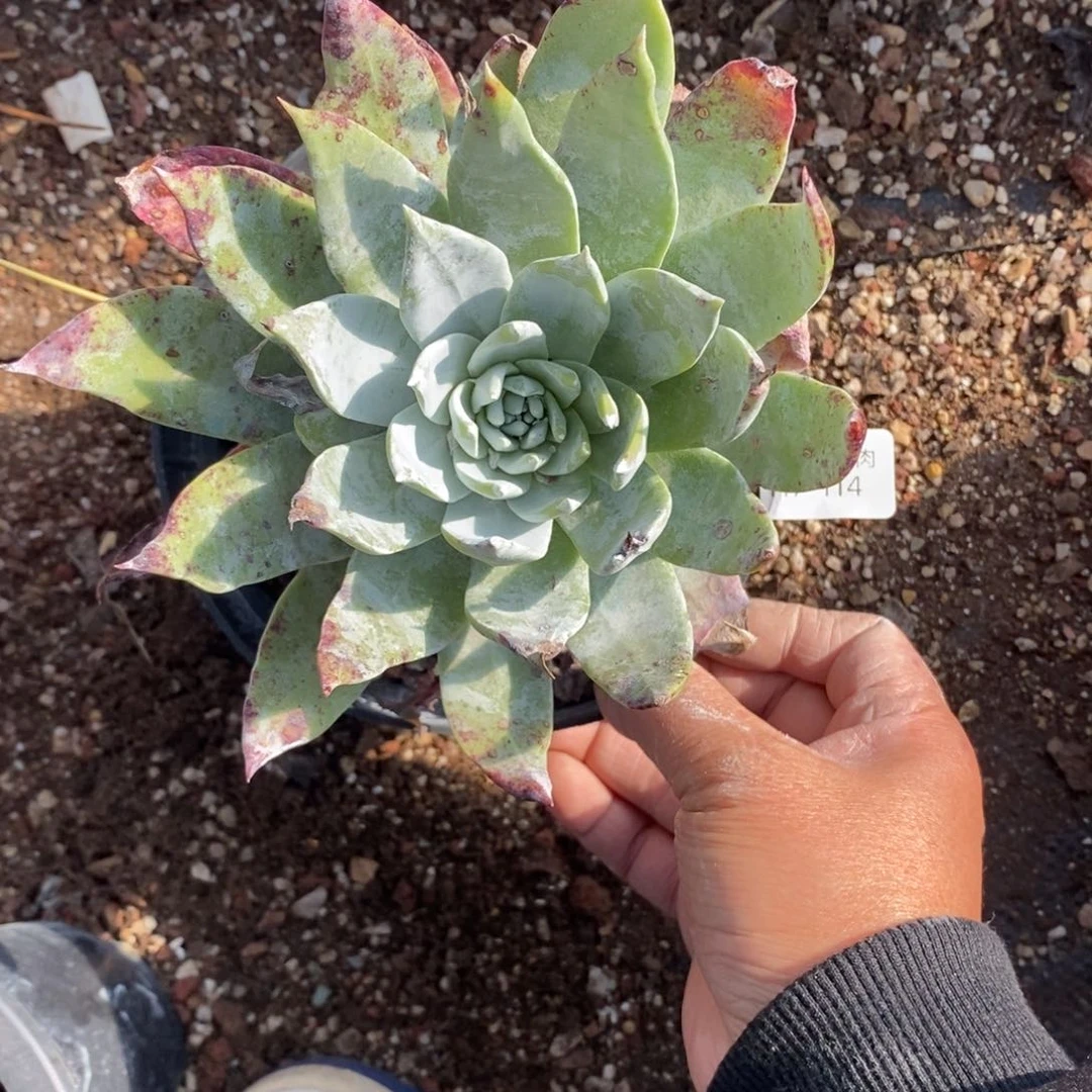 114号绿体普西小可爱