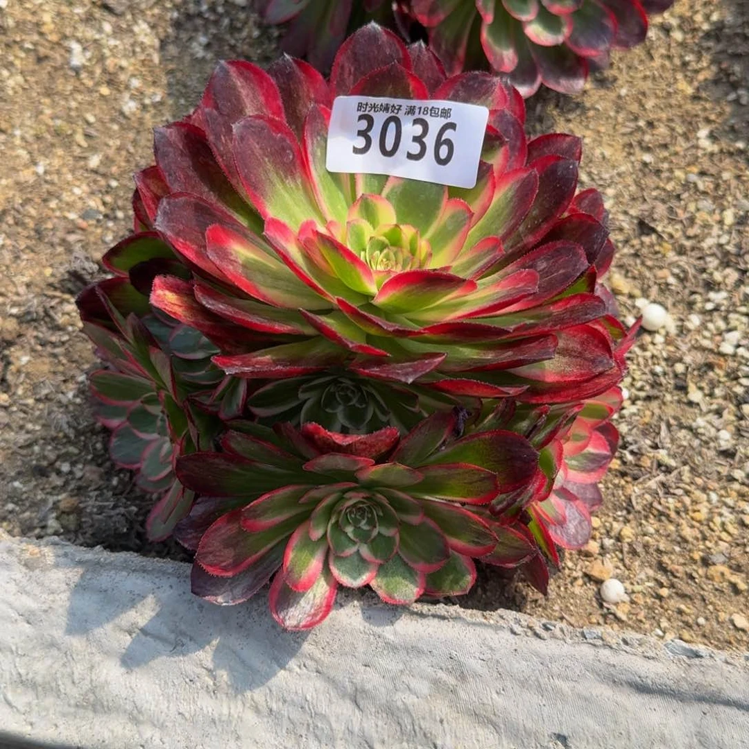 3036海神多肉植物