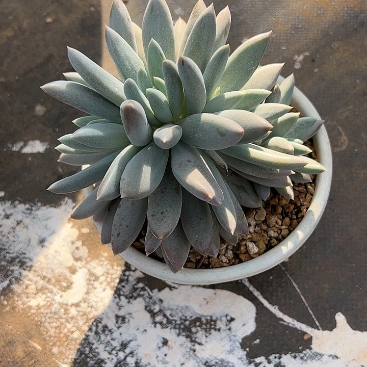 【闪购商品】哥特群