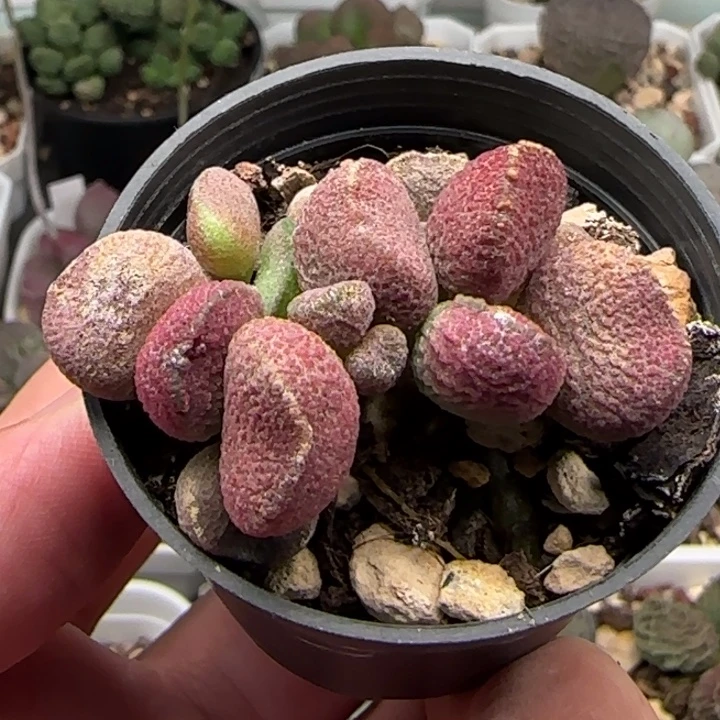 映山红水泡多肉植物