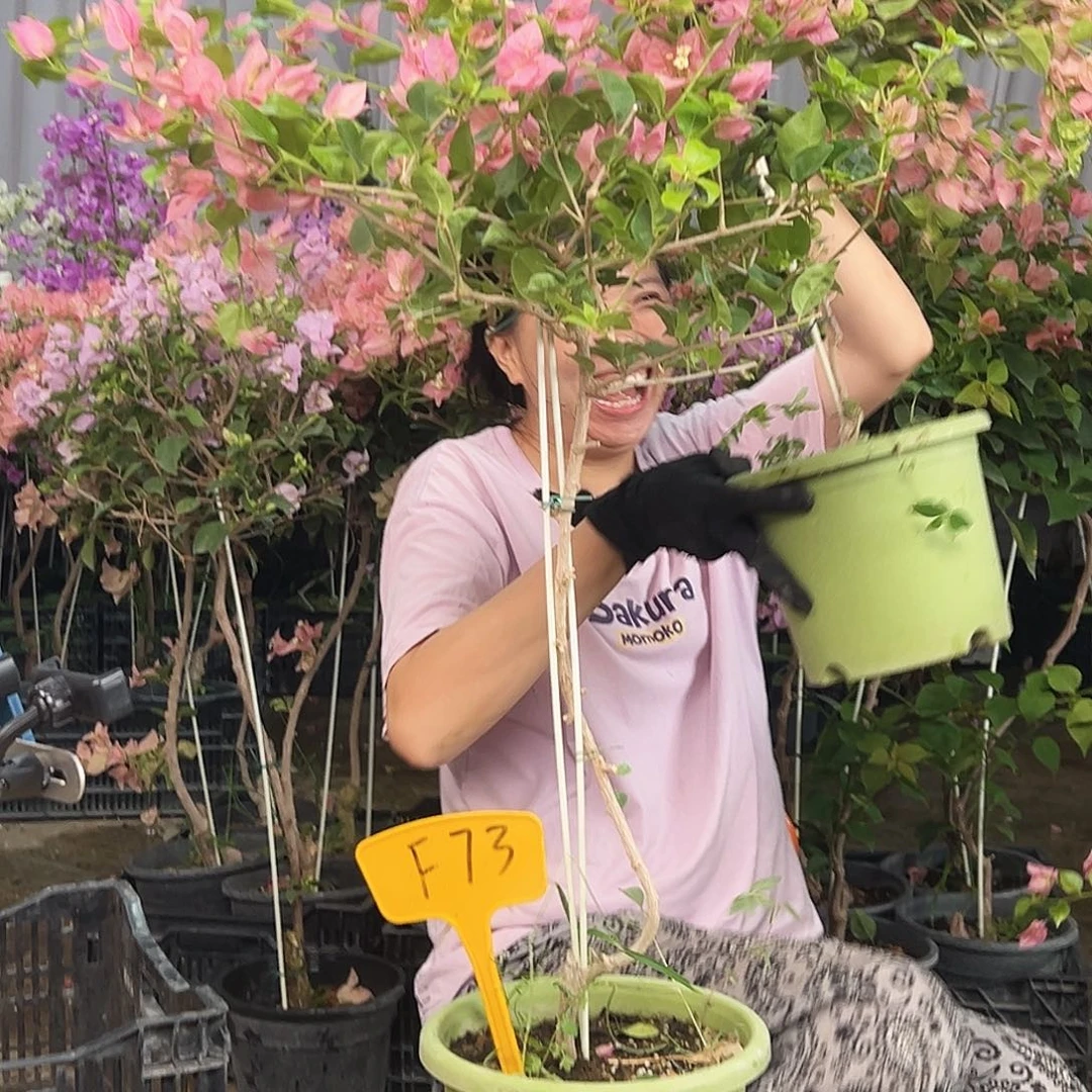 用***5大部分花苞少量开放F73米罗