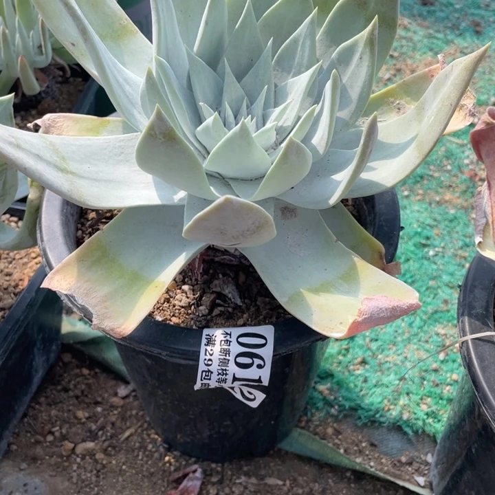 612号雪山多肉植物