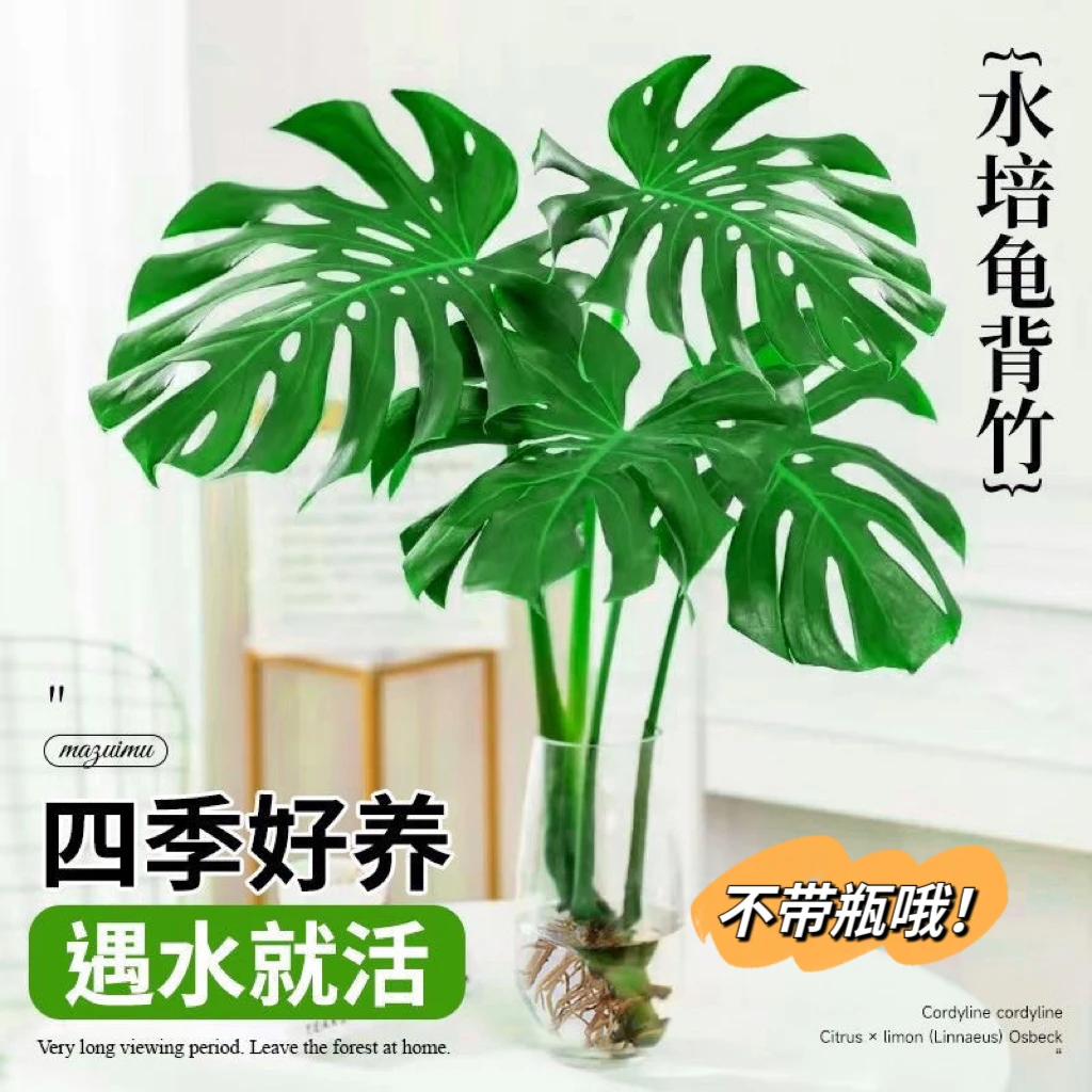 [大叶开背龟背竹]70-80cm水养水培盆栽除甲醛办公室客厅绿植物