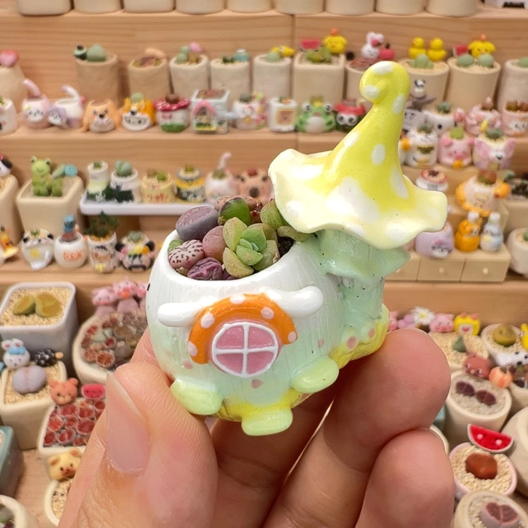 多肉植物66号花海