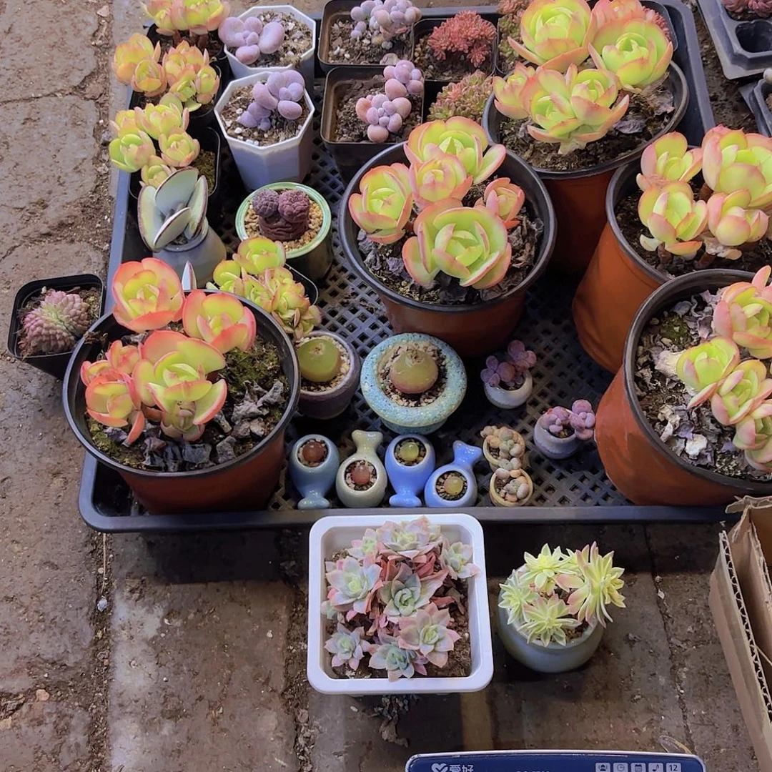 三***牛一大筐一物一拍11111