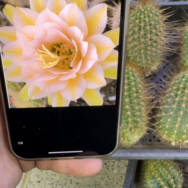 349毛娇绕歪无根侧牙10公分左右，20包邮