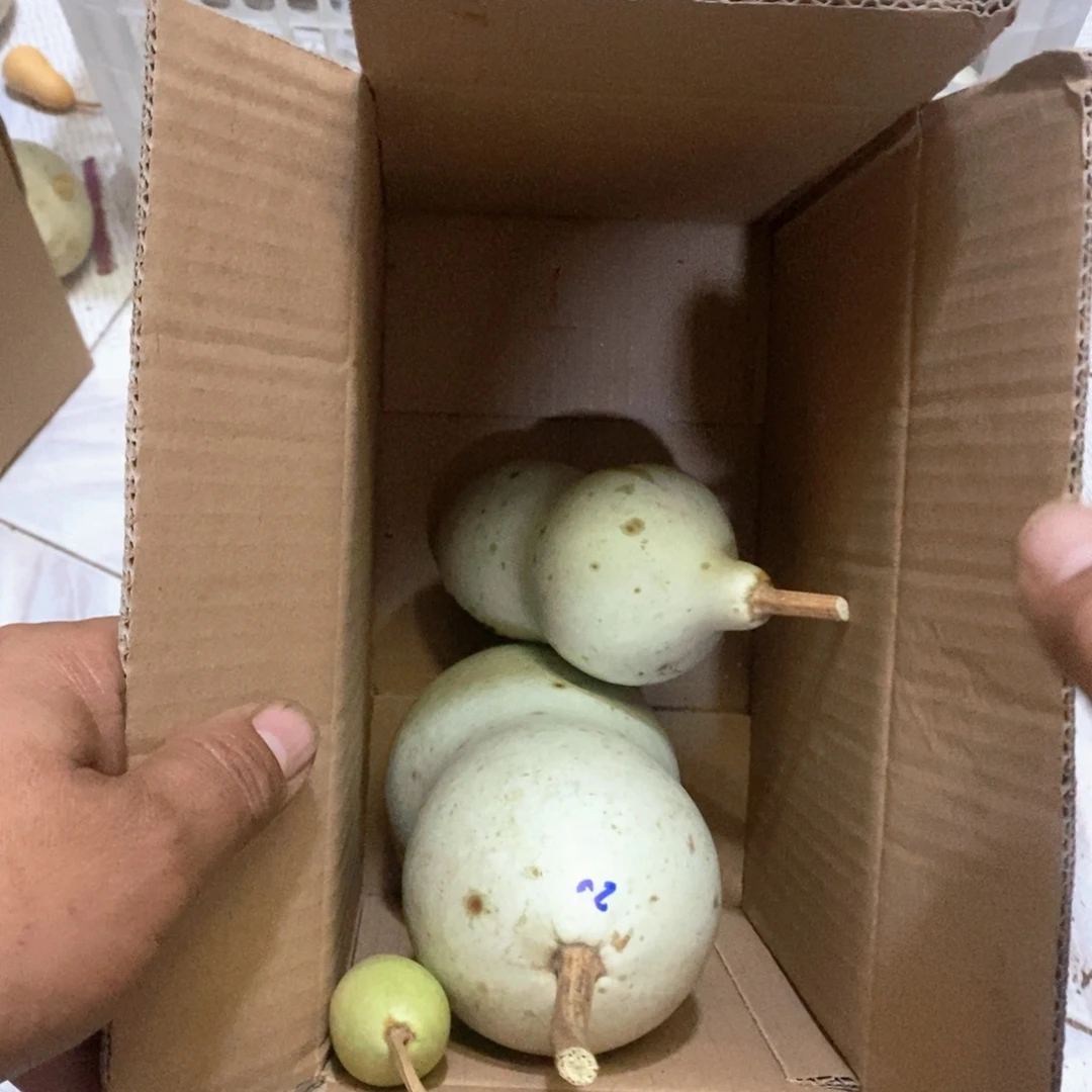 未*知文玩葫芦青皮葫芦