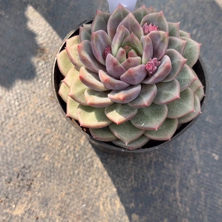 裴*101 000000000000