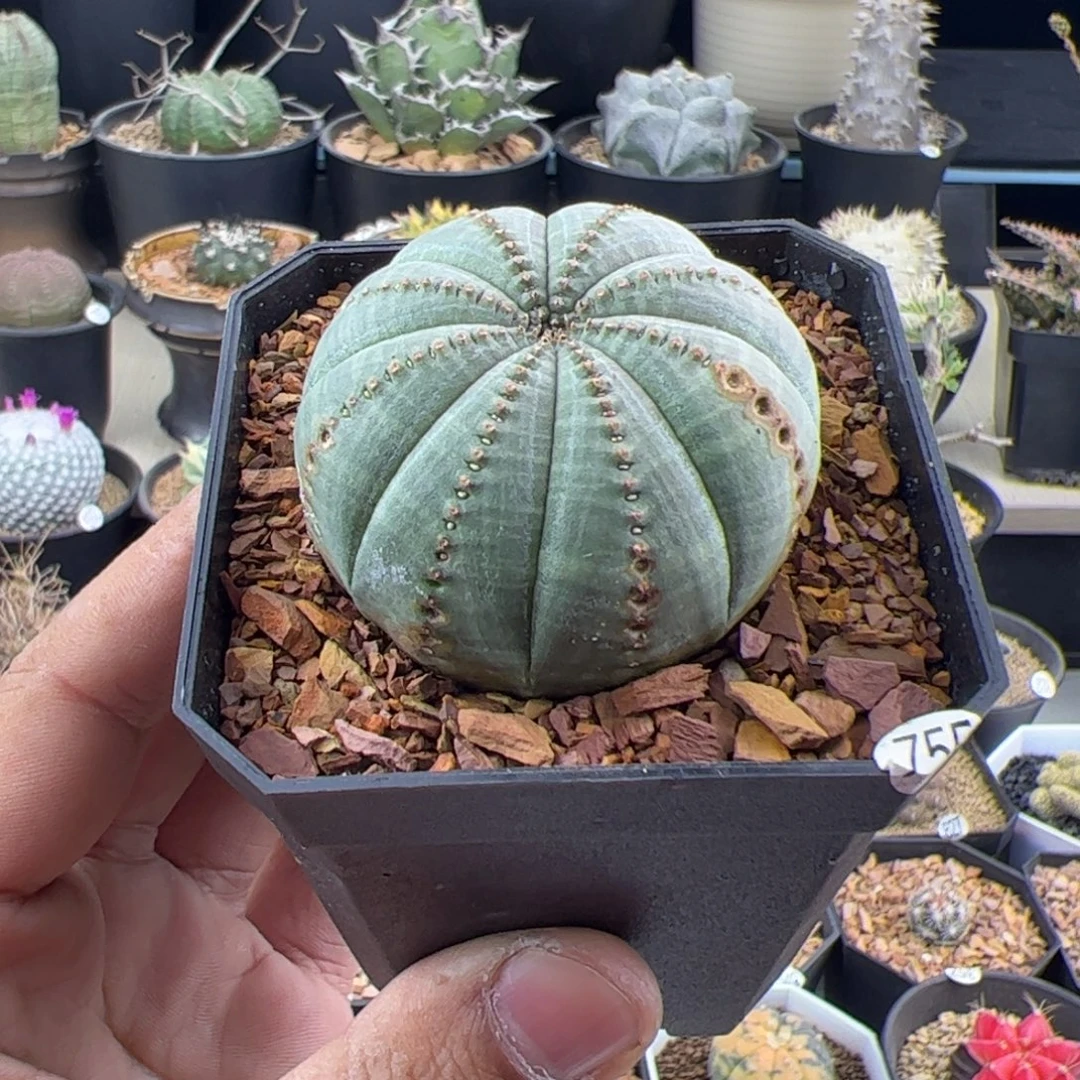 欧布4.9一物一拍755