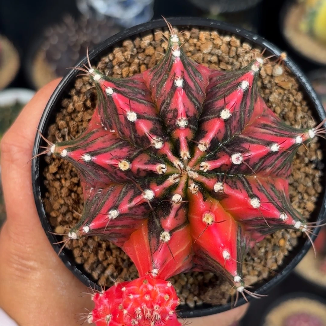 泰系米哈实生仙人球669