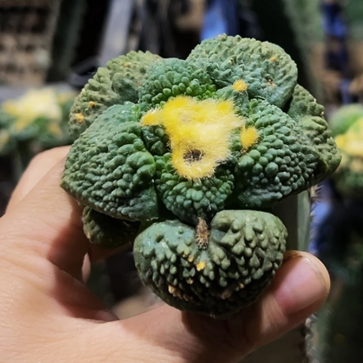 星***空无花朵蓝白大尤怒涛牡丹124