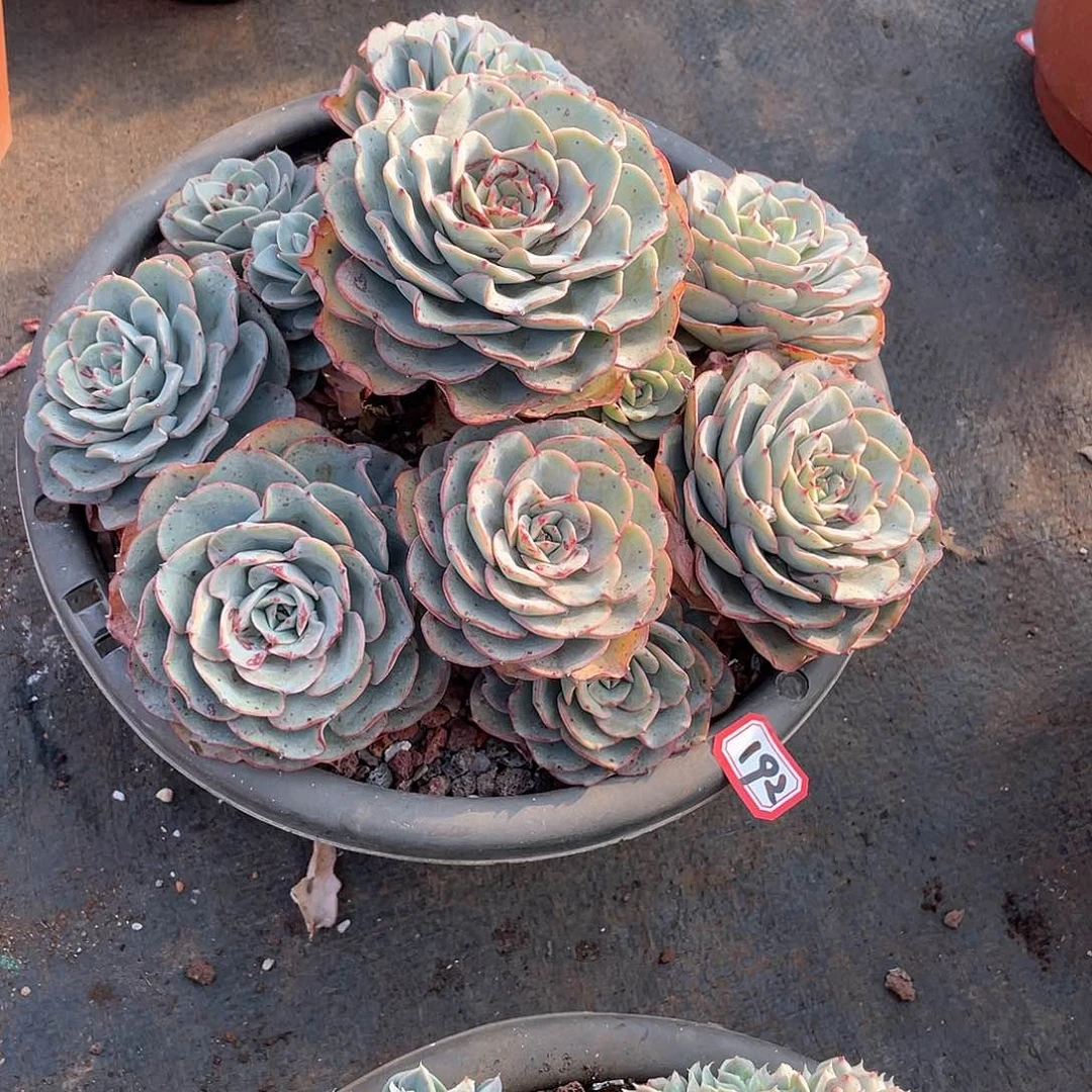 192黄桃一物一拍多肉