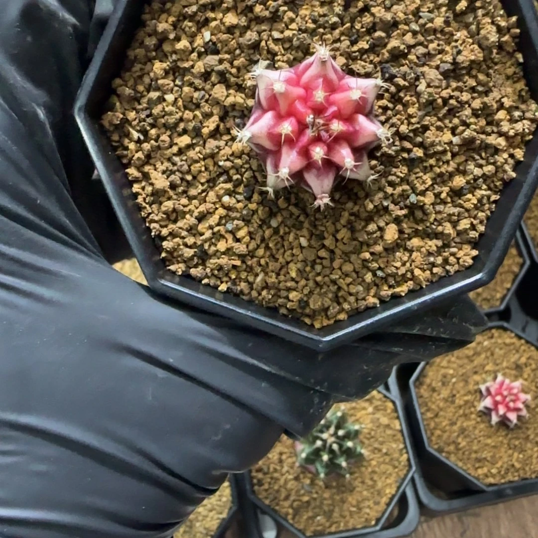 泰系名品侧芽Beloved