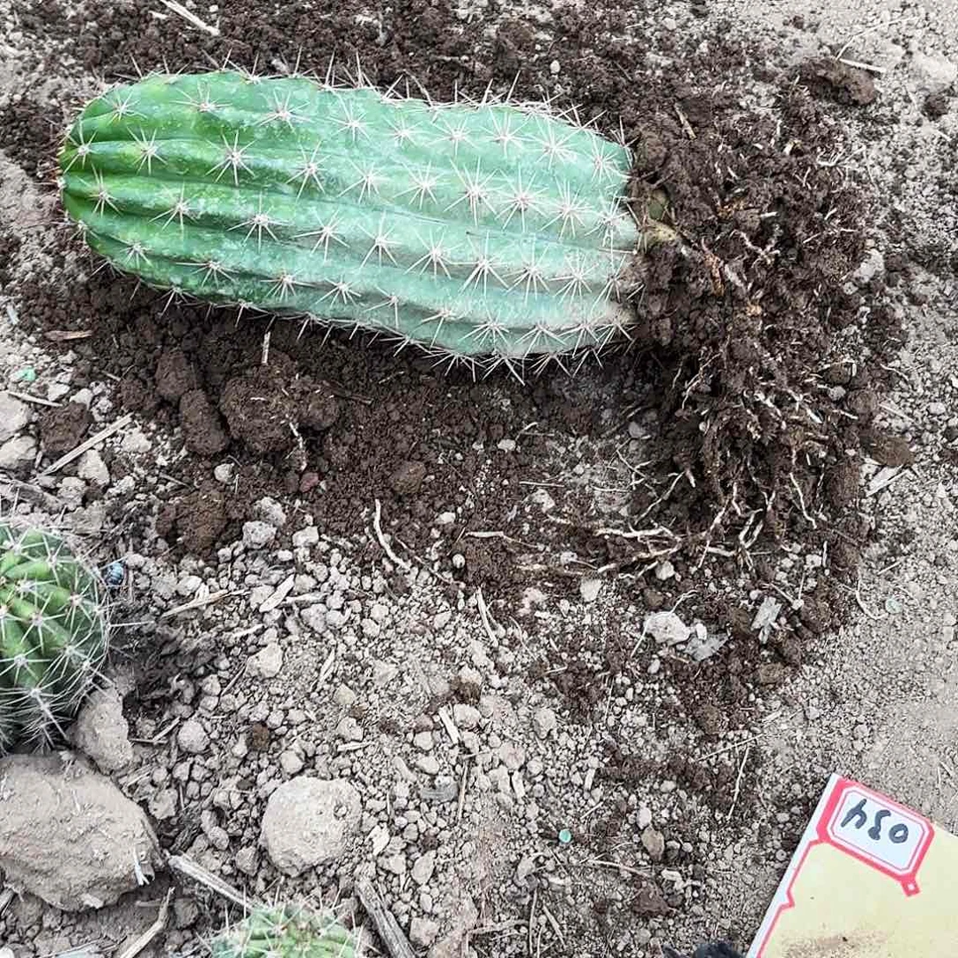 117 带根毛花瑕疵瑕疵