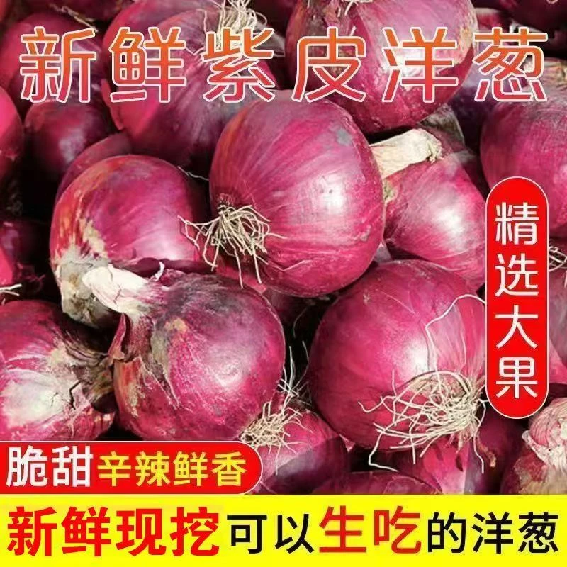 【抢购中】云南高山紫皮洋葱2025新鲜露天种植现挖现发微甜凉拌炒菜