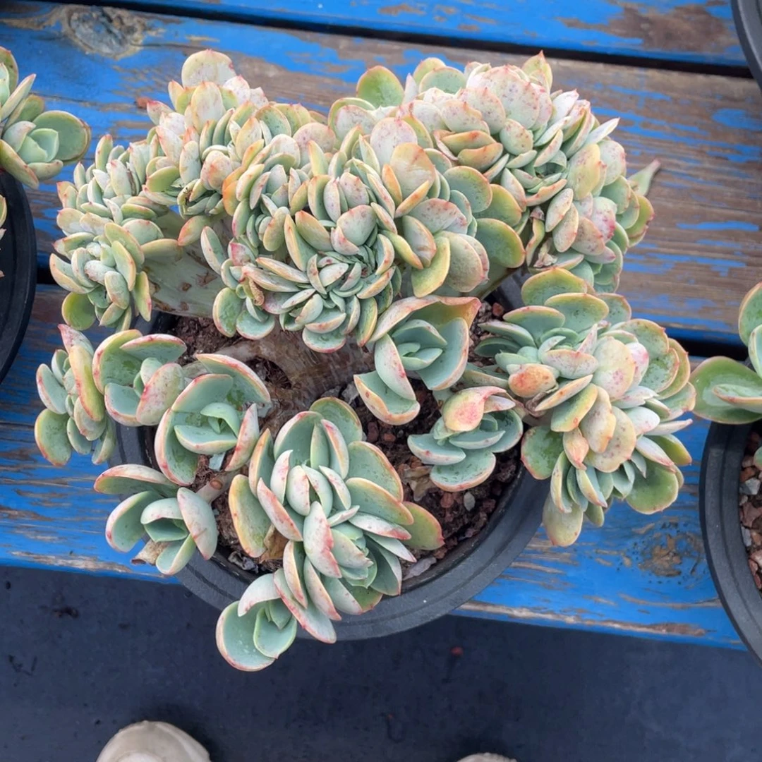 骑兵碧桃缀化小树缀