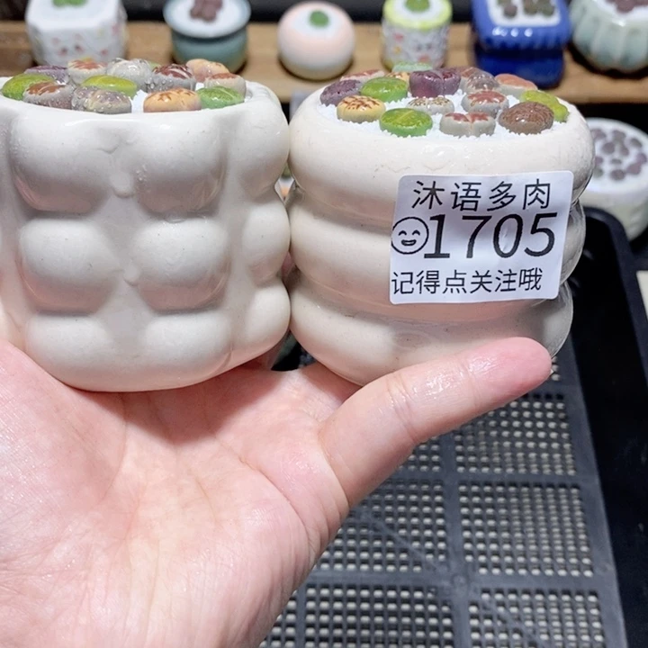 精美盆栽 一物一拍1705