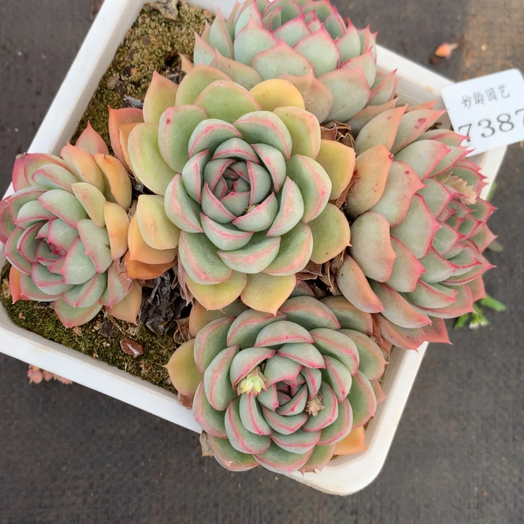 7387杂交精品基地13厘米