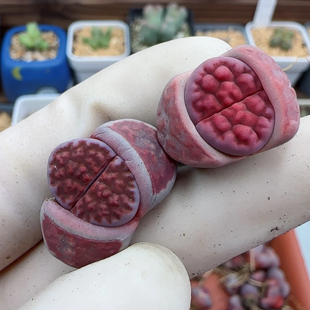 137阿克玫瑰福利